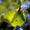 Zitronenfalter